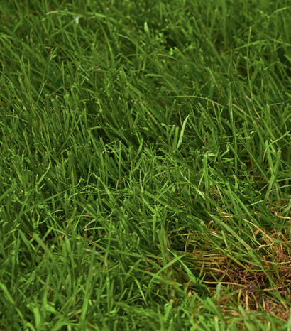 WG_lawnrennovation.jpg