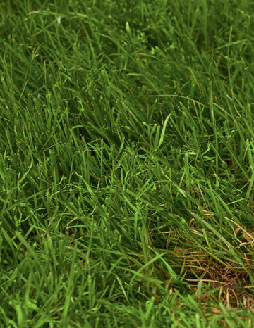 WG_lawnrennovation.jpg